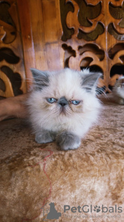 Photo №1. persian cat - for sale in the city of Kherson | 1000$ | Announcement № 11669
