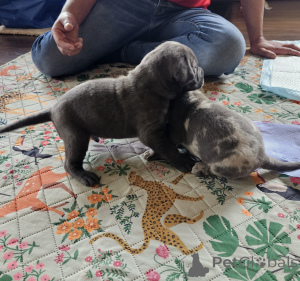 Photo №3. Upeita sinisiä cane corso -pentuja. Finland