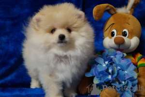 Photo №4. I will sell pomeranian in the city of Москва. breeder - price - 456$