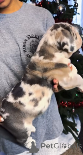 Photo №2 to announcement № 161249 for the sale of american mastiff - buy in Finland breeder