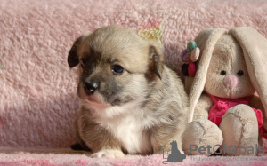 Photo №1. welsh corgi - for sale in the city of Москва | 521$ | Announcement № 94091