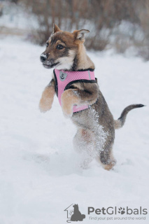 Additional photos: Puppies girls Zoya and Anfisa want to find a home and a loving family!