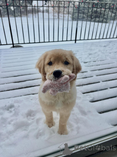 Photo №1. golden retriever - for sale in the city of Brussels | negotiated | Announcement № 163715