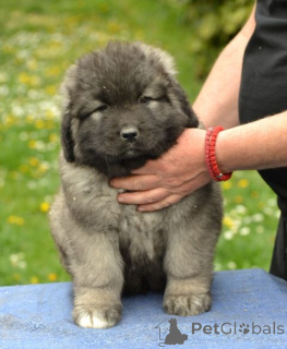 Photo №1. caucasian shepherd dog - for sale in the city of Kragujevac | negotiated | Announcement № 167712