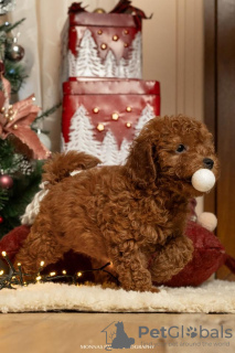Photo №2 to announcement № 83670 for the sale of poodle (toy) - buy in Serbia breeder