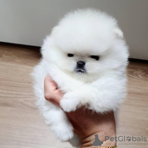 Photo №2 to announcement № 90967 for the sale of pomeranian - buy in Germany private announcement