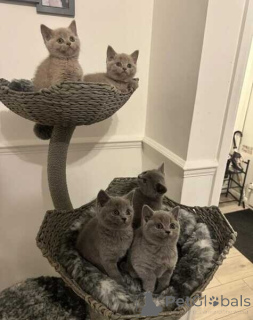 Photo №1. british shorthair - for sale in the city of Erlangen | 361$ | Announcement № 172302