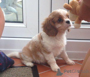 Photo №2 to announcement № 159422 for the sale of cavalier king charles spaniel - buy in Belgium 