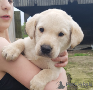 Photo №4. I will sell labrador retriever in the city of Paris. private announcement - price - negotiated