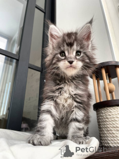 Photo №1. maine coon - for sale in the city of Ellmau | 423$ | Announcement № 97905