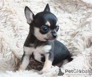 Photo №1. chihuahua - for sale in the city of Berlin | negotiated | Announcement № 109103