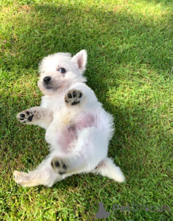 Photo №2 to announcement № 148413 for the sale of yorkshire terrier - buy in United States private announcement