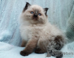 Photo №1. ragdoll - for sale in the city of Штутгарт | 370$ | Announcement № 126779