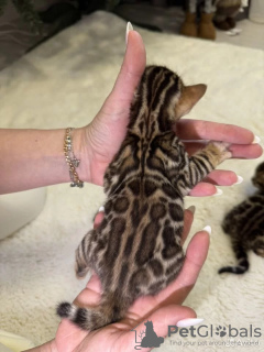 Photo №2 to announcement № 123415 for the sale of bengal cat - buy in Russian Federation private announcement