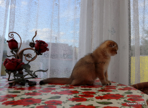 Photo №4. I will sell scottish fold in the city of St. Petersburg. private announcement, from nursery, breeder - price - Negotiated