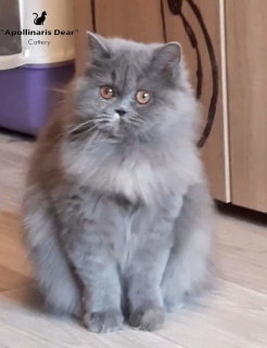 Photo №2 to announcement № 5891 for the sale of british longhair - buy in Russian Federation from nursery, breeder