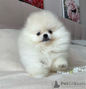 Photo №4. I will sell pomeranian in the city of Lübeck. private announcement - price - 280$