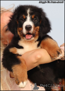 Photo №2 to announcement № 114984 for the sale of bernese mountain dog - buy in Serbia breeder