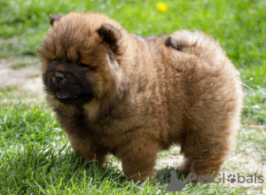 Additional photos: Chow Chow