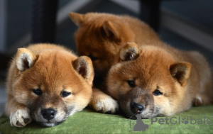 Photo №1. shiba inu - for sale in the city of Minsk | negotiated | Announcement № 77694