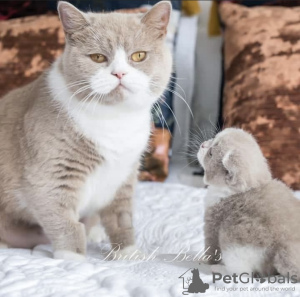 Photo №1. british shorthair - for sale in the city of Berlin | 317$ | Announcement № 101730