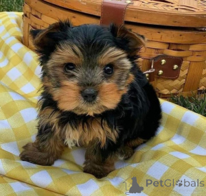 Photo №2 to announcement № 170505 for the sale of yorkshire terrier - buy in United States 