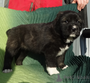 Photo №1. central asian shepherd dog - for sale in the city of Kamensk-Shakhtinsky | negotiated | Announcement № 9120