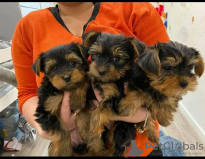 Photo №2 to announcement № 9978 for the sale of yorkshire terrier - buy in Russian Federation private announcement