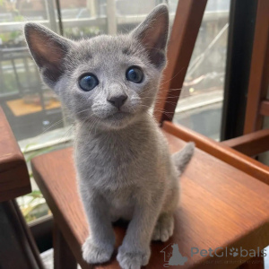 Photo №1. russian blue - for sale in the city of Helsinki | 361$ | Announcement № 161011