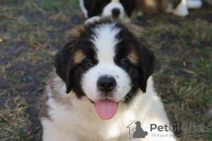 Photo №2 to announcement № 113587 for the sale of st. bernard - buy in Russian Federation private announcement