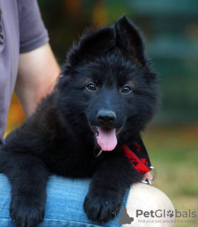 Additional photos: Puppy. German Shepherd.