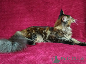 Photo №3. Maine Coon. Young cat for breeding.. Russian Federation