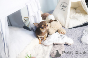 Photo №1. chihuahua - for sale in the city of St. Louis | 450$ | Announcement № 168756