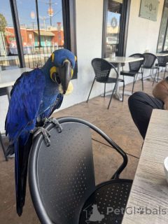 Photo №1.  - for sale in the city of Hamburg | Is free | Announcement № 162292