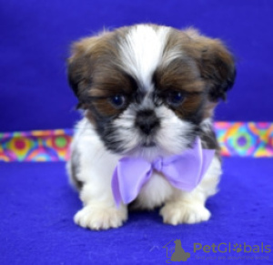 Photo №1. non-pedigree dogs - for sale in the city of Bamberg | Is free | Announcement № 118083