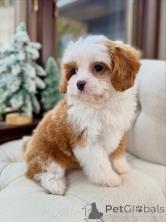 Photo №3. Meet Oliver The Gentle Gentleman with a Heart of Gold. Germany