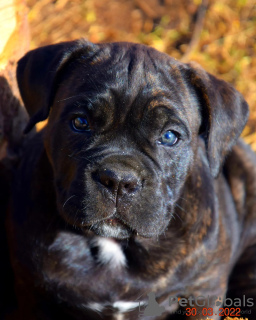 Photo №1. cane corso - for sale in the city of Vitebsk | negotiated | Announcement № 18591
