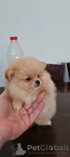 Photo №1. pomeranian - for sale in the city of Иерусалим | negotiated | Announcement № 10741
