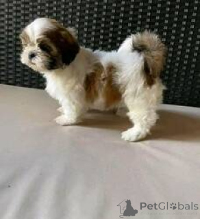 Photo №1. shih tzu - for sale in the city of Vienna | 310$ | Announcement № 160992