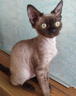 Photo №2 to announcement № 6007 for the sale of devon rex - buy in Kazakhstan from nursery