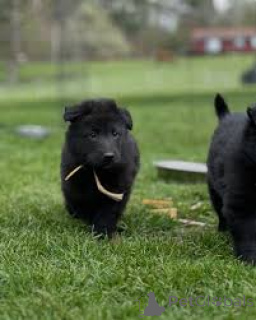 Photo №4. I will sell groenendael dog in the city of Antwerp. private announcement, breeder - price - 1032$