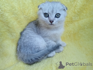 Photo №4. I will sell scottish fold in the city of Stavropol. private announcement, breeder - price - 254$