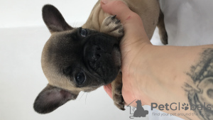 Photo №2 to announcement № 7189 for the sale of french bulldog - buy in Ukraine breeder