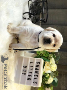 Photo №1. labrador retriever - for sale in the city of Berlin | Is free | Announcement № 95053