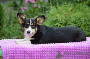 Photo №2 to announcement № 12117 for the sale of welsh corgi - buy in Czech Republic from nursery
