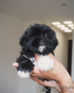 Photo №2 to announcement № 124281 for the sale of shih tzu - buy in Canada breeder