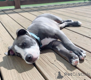 Photo №1. american bully - for sale in the city of San Sebastián | 600$ | Announcement № 136099