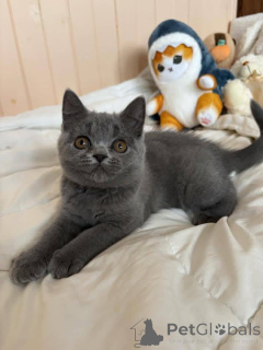 Photo №2 to announcement № 165164 for the sale of british shorthair - buy in Finland private announcement, breeder