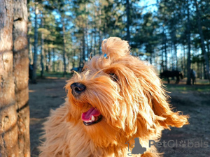 Photo №2 to announcement № 78051 for the sale of havanese dog - buy in Serbia 