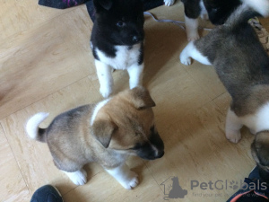 Photo №1. akita - for sale in the city of Антверпен | 532$ | Announcement № 18605